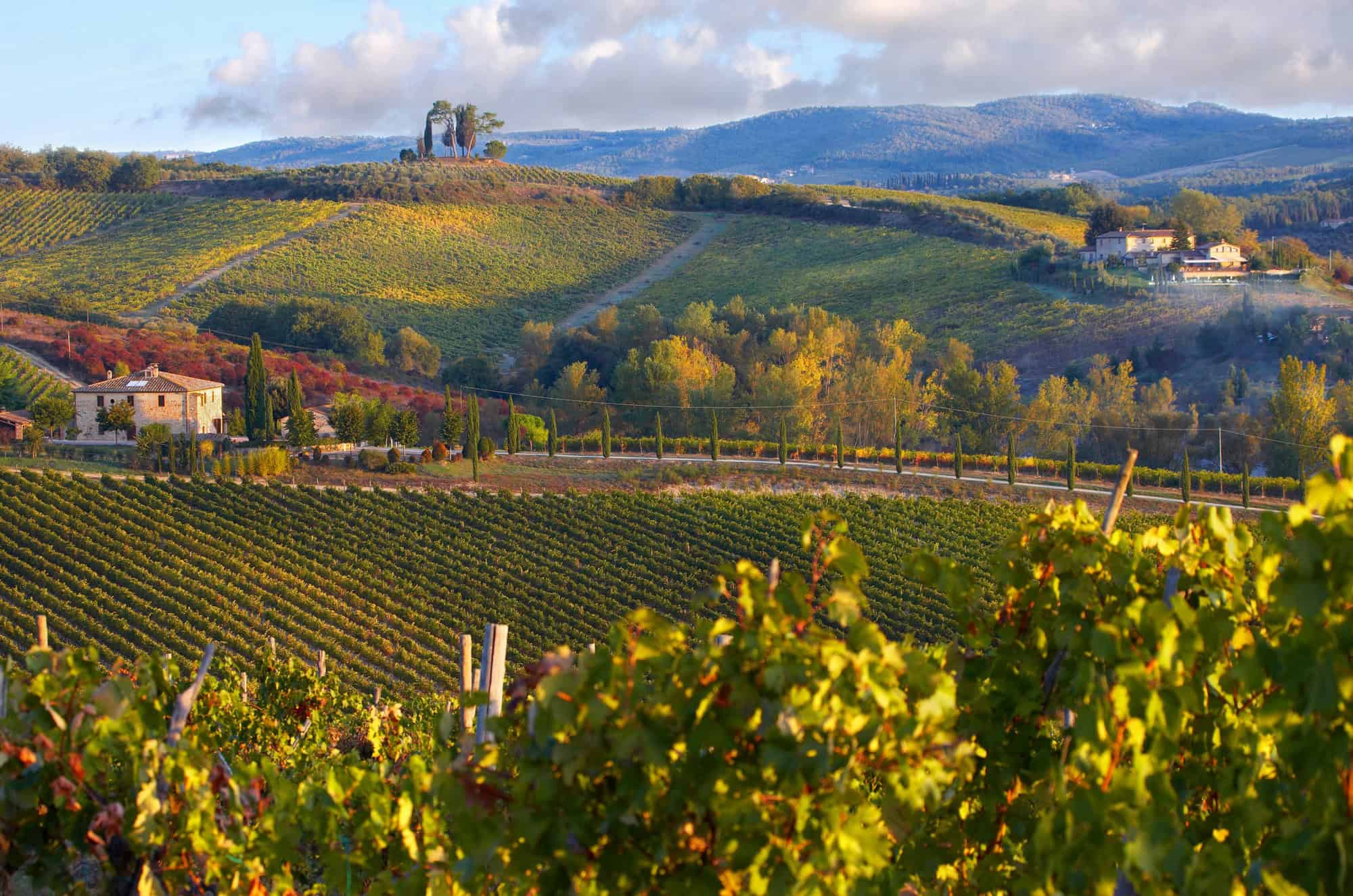 Chianti classico vineyards in autumn