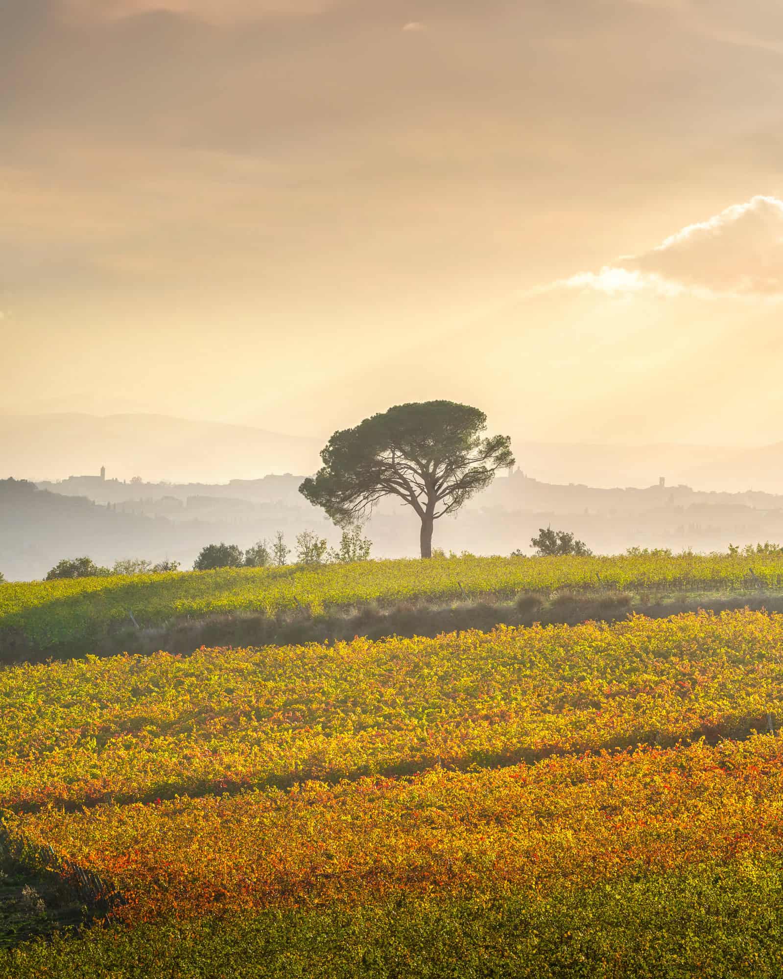 Pine and vineyards, autumn landscape in Chianti at sunset. Castelnuovo Berardenga, Tuscany, Italy