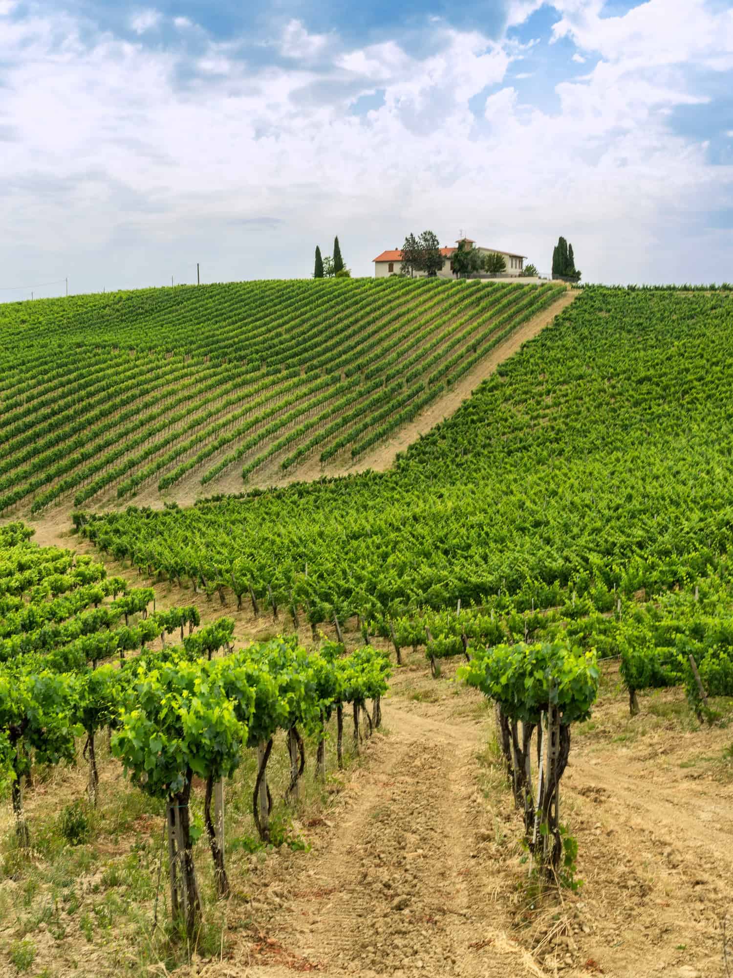 Summer landscape in the Chianti region at summer