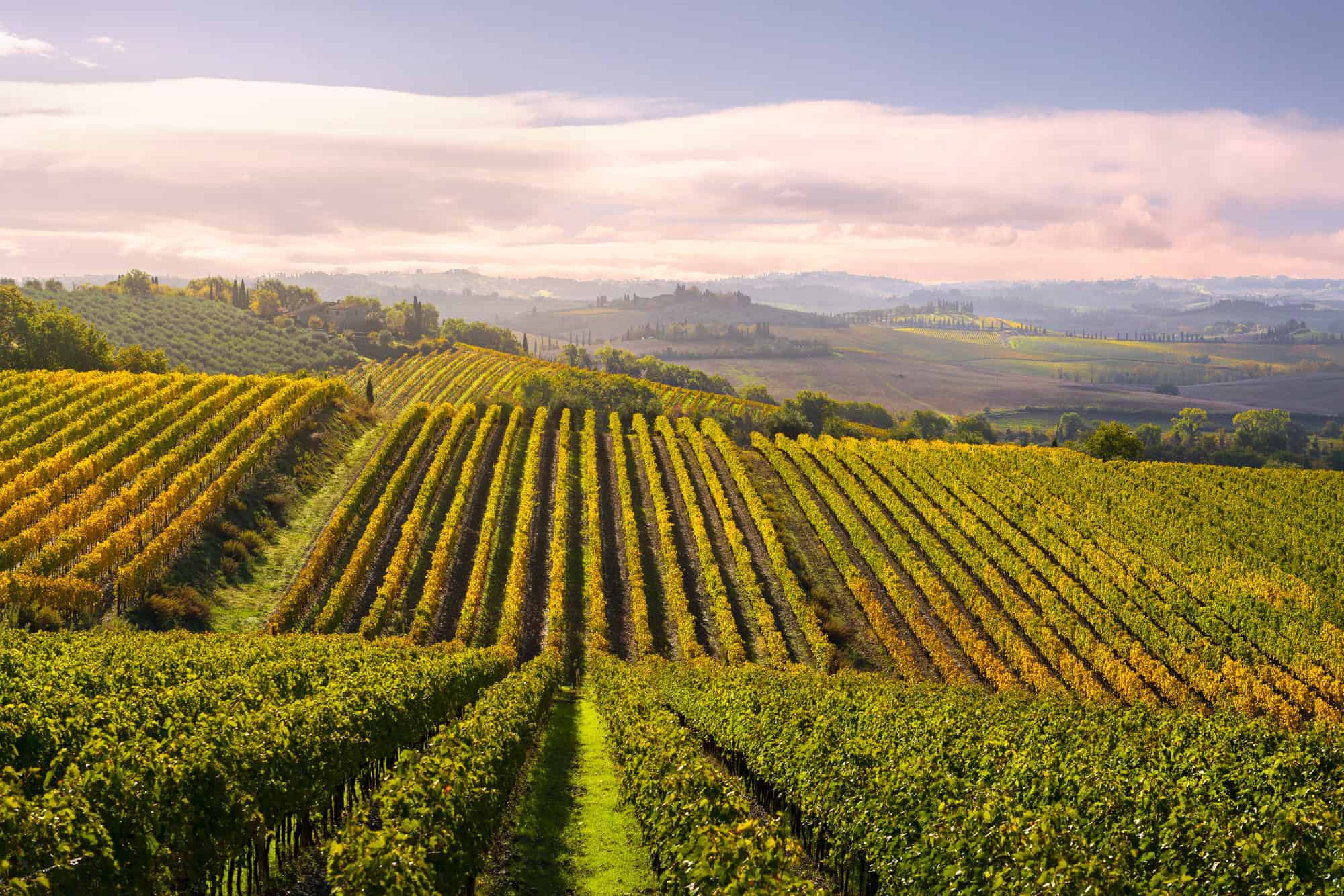 Vineyards landscape in Castellina in Chianti, Tuscany, Italy